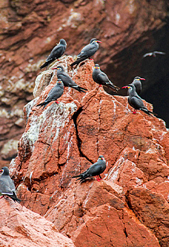 Paracas Mágica
