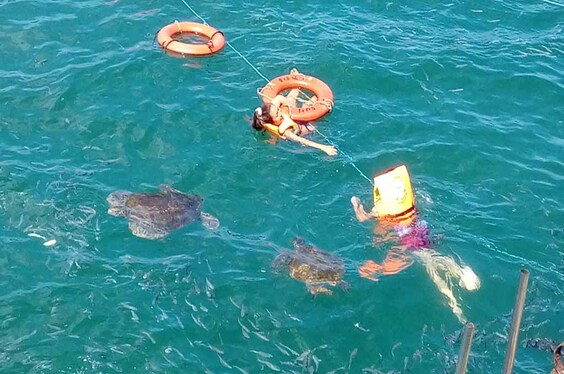 Playa y Tortugas