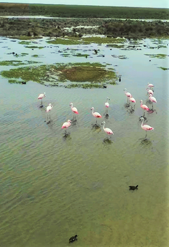 Ruta de Aves del Sur del Perú
