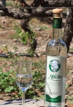 Ruta del pisco y vino
