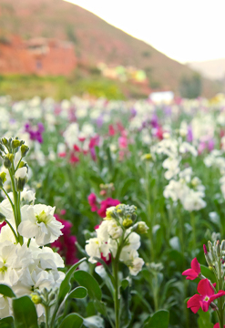 Tour Valle de las Flores
