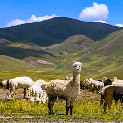 Biodiversidad: 10 animales nativos del Perú que te sorprenderán