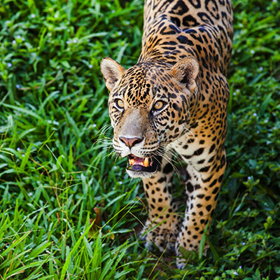 Día Internacional del Jaguar: 5 datos sobre este grandioso animal en peligro de extinción en el Perú