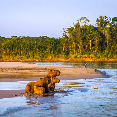 [VIDEO] Parque Nacional del Manu: 5 increíbles razones para visitarlo