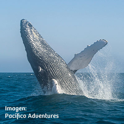 Avistamiento de ballenas jorobadas: conoce todo acerca esta increíble actividad en el norte del Perú