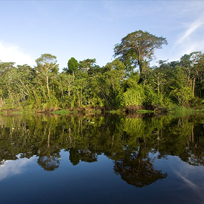 10 datos para entender la importancia de los bosques