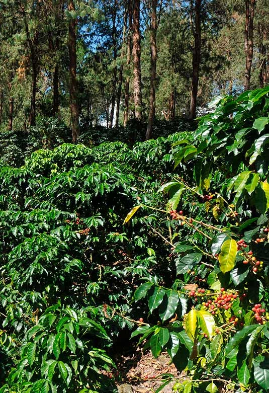 Fincas cafetaleras