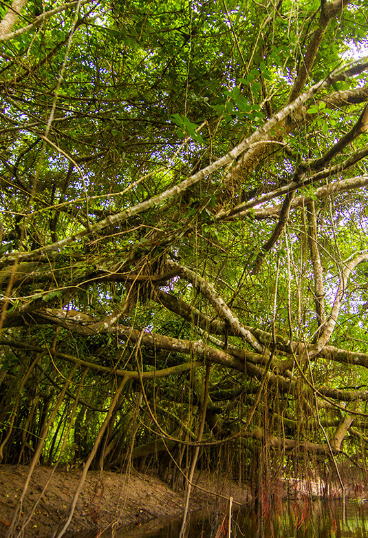 Reserva ecológica Tingana