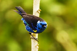 Observación de aves en Alto Mayo - Y Tú Qué Planes