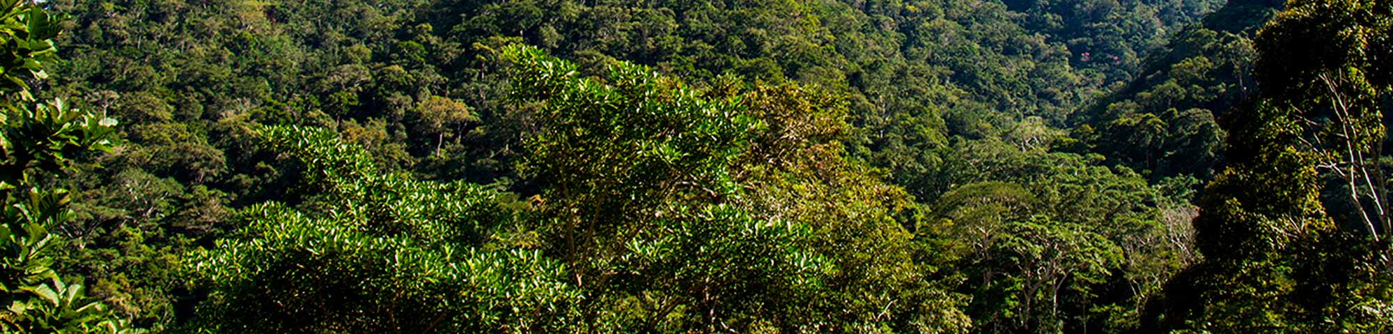 Área de Conservación Regional Cordillera Escalera