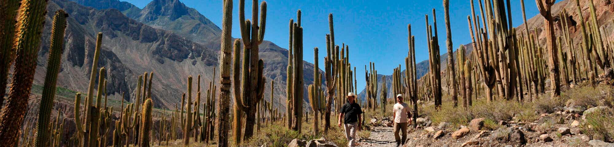 Bosque de Cactus de Judío Pampa (Quechualla)