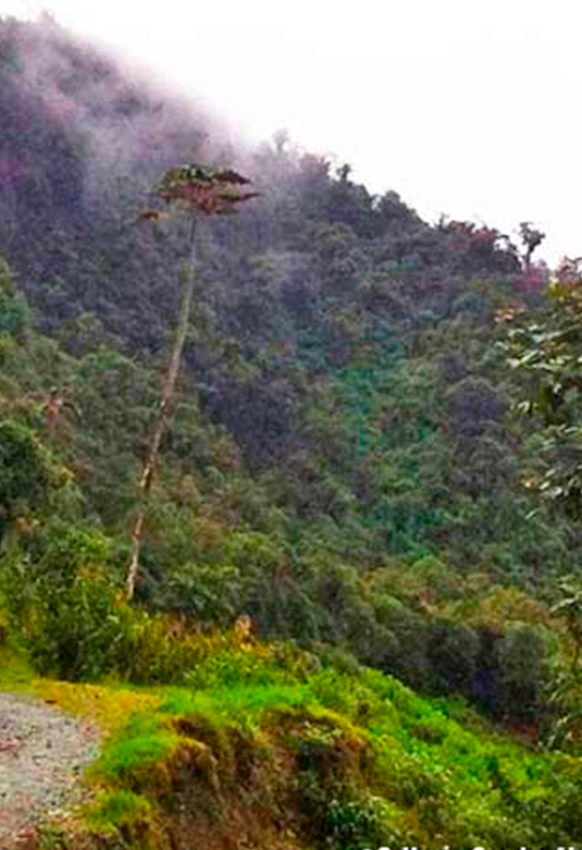 Bosque de Neblina de Carpish