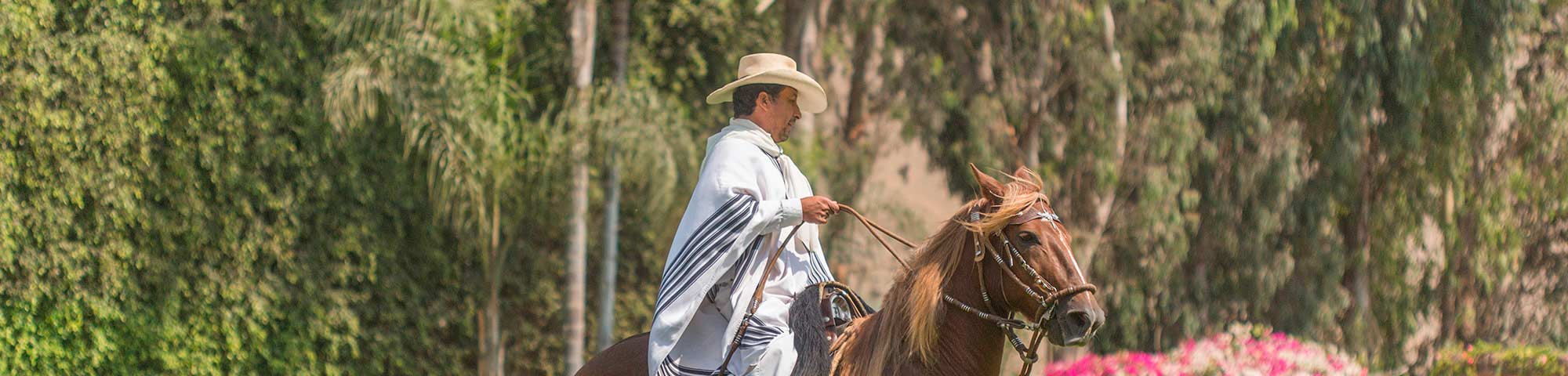 Caballo Peruano de Paso