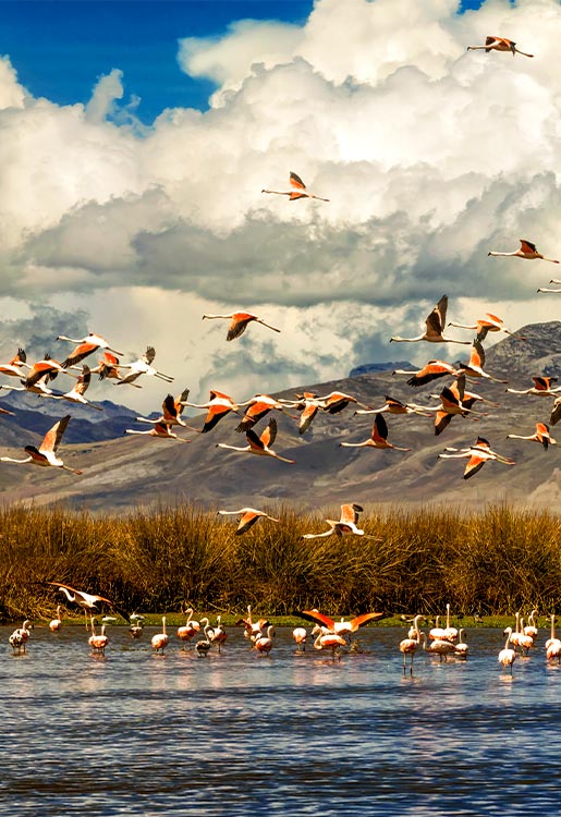 Reserva Nacional de Junín