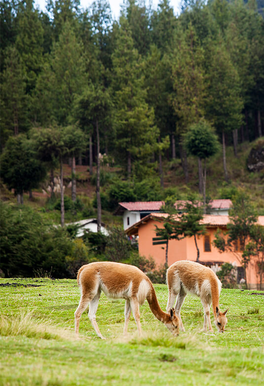 Granja Porcón