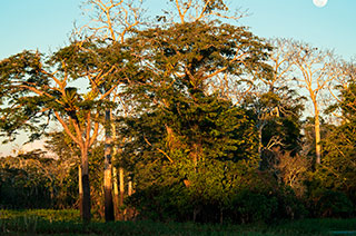 Reserva Nacional Allpahuayo Mishana