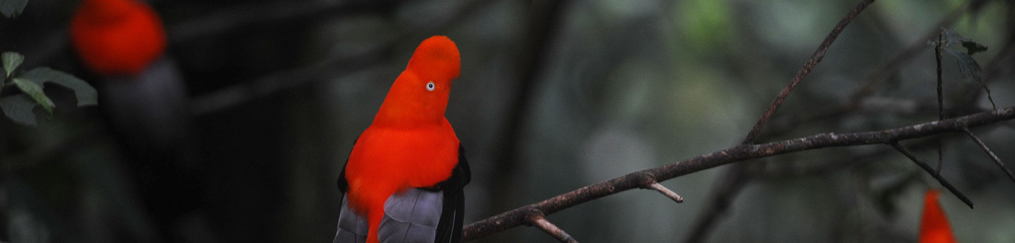 Parque Nacional Manu