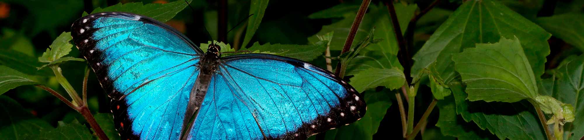 Mariposario Tambopata