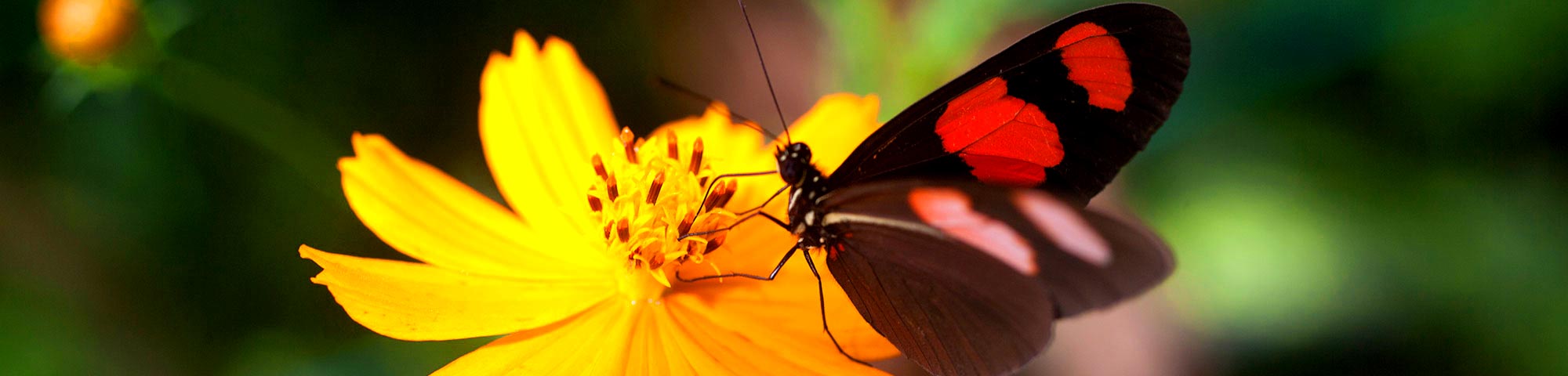 Mariposario Zhaveta Yard