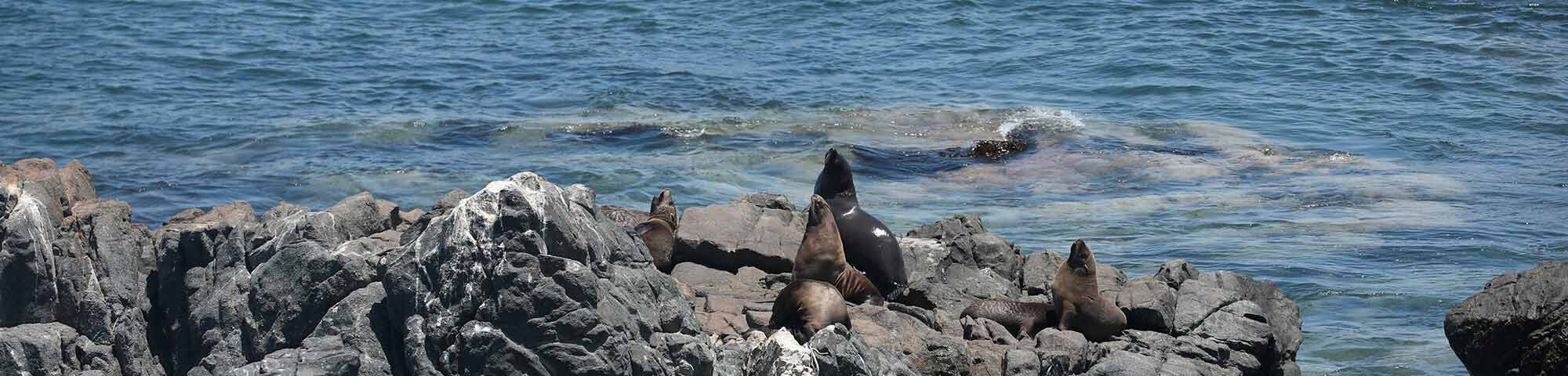 Reserva Nacional de Islas, Islotes y Puntas Guaneras - Punta de Coles