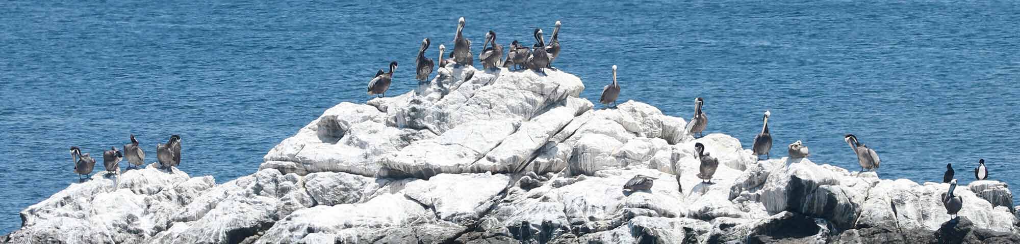 Punta Coles