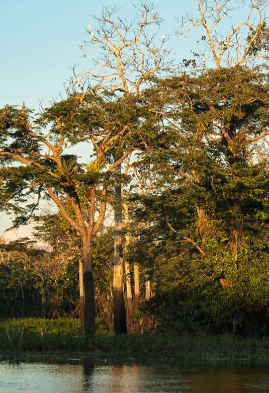 Reserva Nacional Allpahuayo Mishana