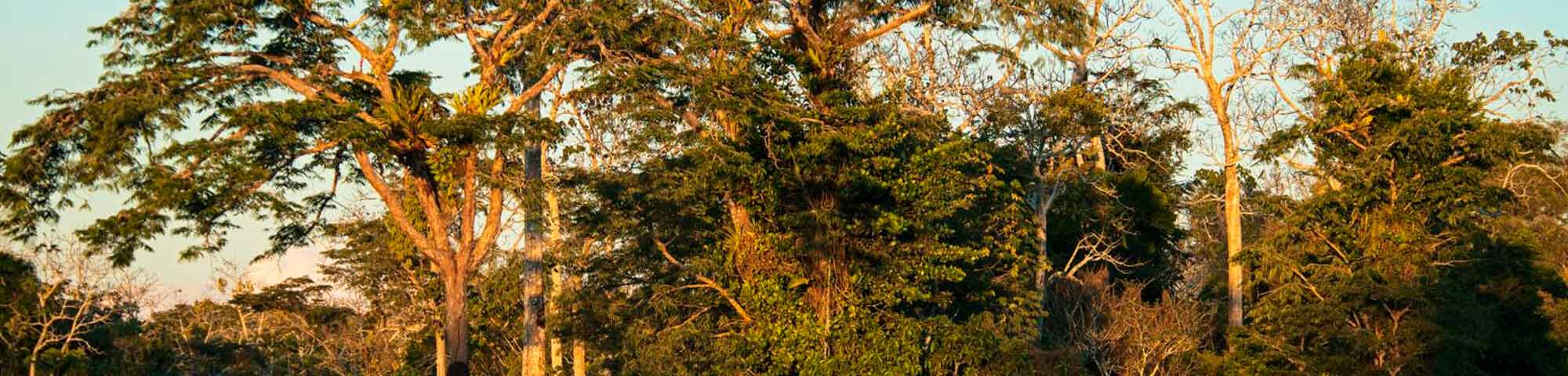 Reserva Nacional Allpahuayo Mishana