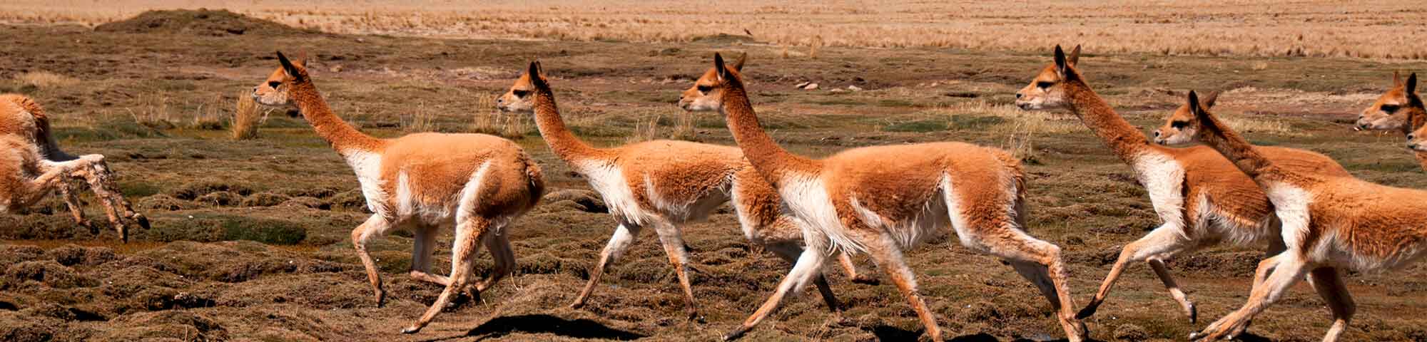 Reserva Nacional Pampa Galeras Bárbara Dachille