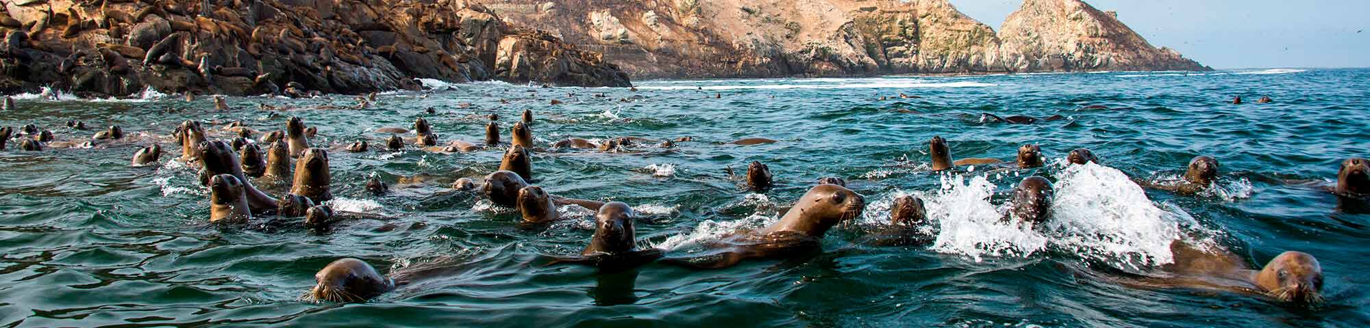 Sistema de Islas, Islotes y Puntas Guaneras-Islas Cavinzas e Islas Palominos