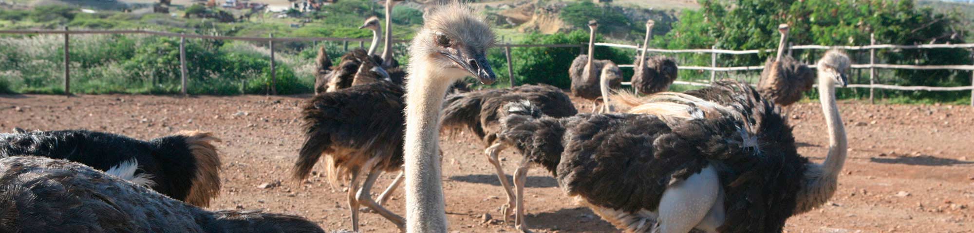 Zoocriadero y centro de rescate de aves gigantes