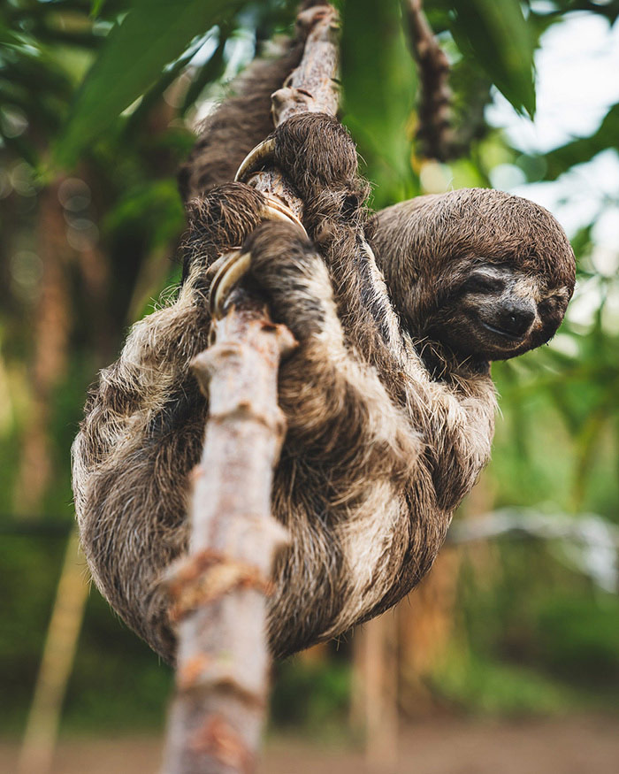 Si fueras un animal silvestre peruano, ¿cuál serías?