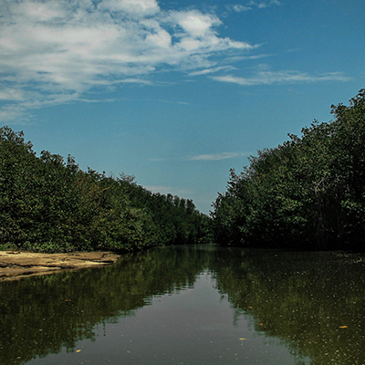 Festival del Manglar