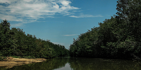 Festival del Manglar