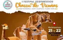 I Festival Ecoturístico Chaccu De Vicuñas Multicomunal Ayavi-Huaytará-Tambo 2022