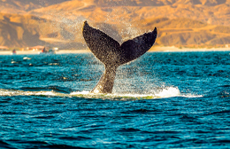 Aventuras con Ballenas - Circuito Mágico Del Agua