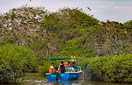 Festival del Manglar - Puerto Pizarro
