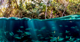 X Aniversario del Río Amazonas como Maravilla Natural del Mundo