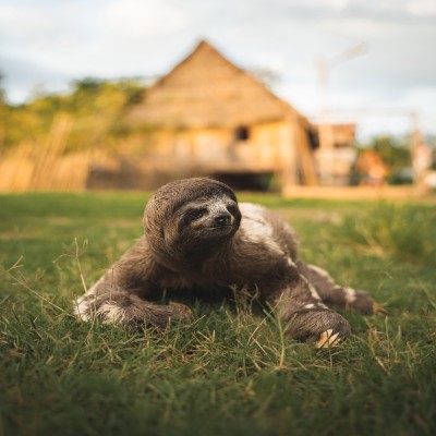 Día Mundial de los Animales