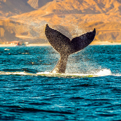 Aventuras con Ballenas - Circuito Mágico Del Agua