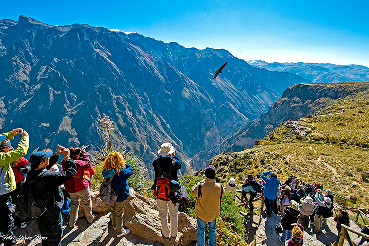 condores Cañon Colca