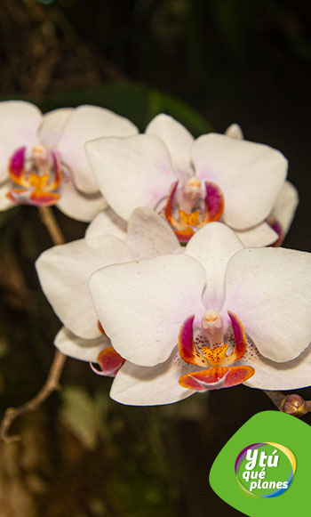 Orquídeas de Moyobamba