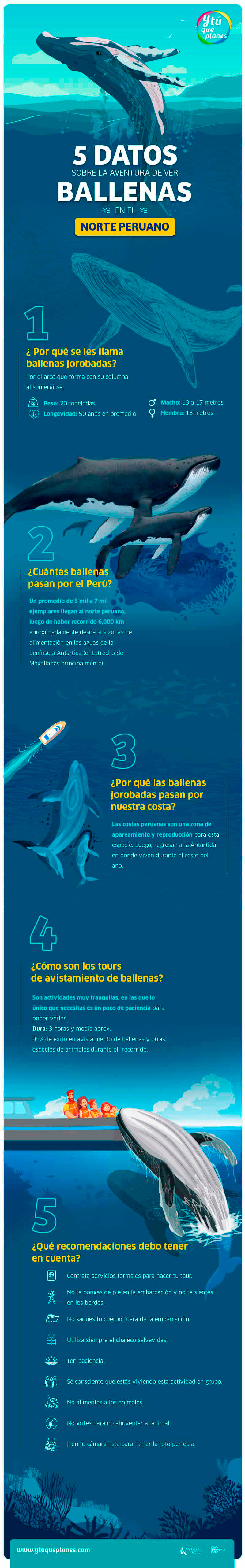 5 datos sobre Avistamiento de Ballenas