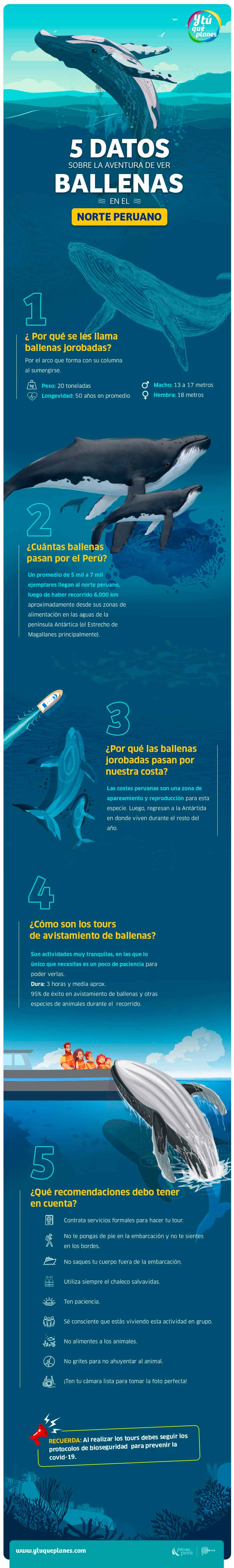 5 datos sobre Avistamiento de Ballenas