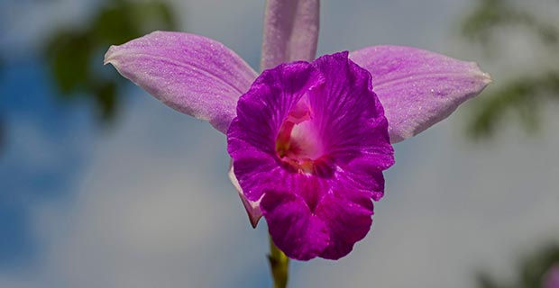 orquideas peruanas