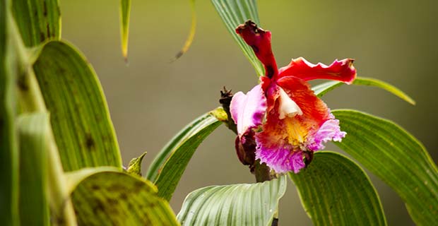 Orquídeas en la ruta del valle de Chanchamayo - Viaja a la Selva Central del Perú