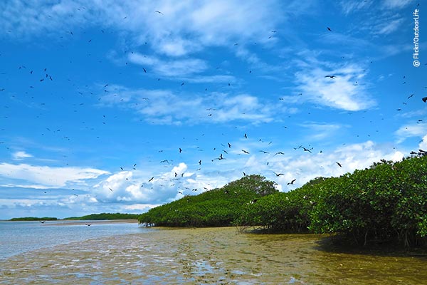 Tres razones para visitar los manglares del norte – Manglares de Puerto Pizarro