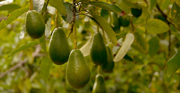 mirador de chonta Palta peruana