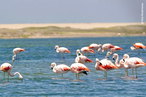 Tres razones para visitar los manglares del norte - Los Manglares de San Pedro de Vice