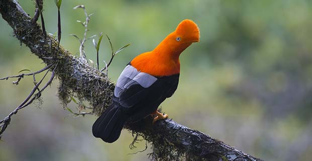 Avistamieto de gallito de las rocas - Viaja a la Selva Central del Perú