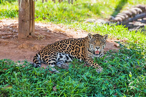 Zoocriadero de la Universidad Agraria de la Selva - Tingo María